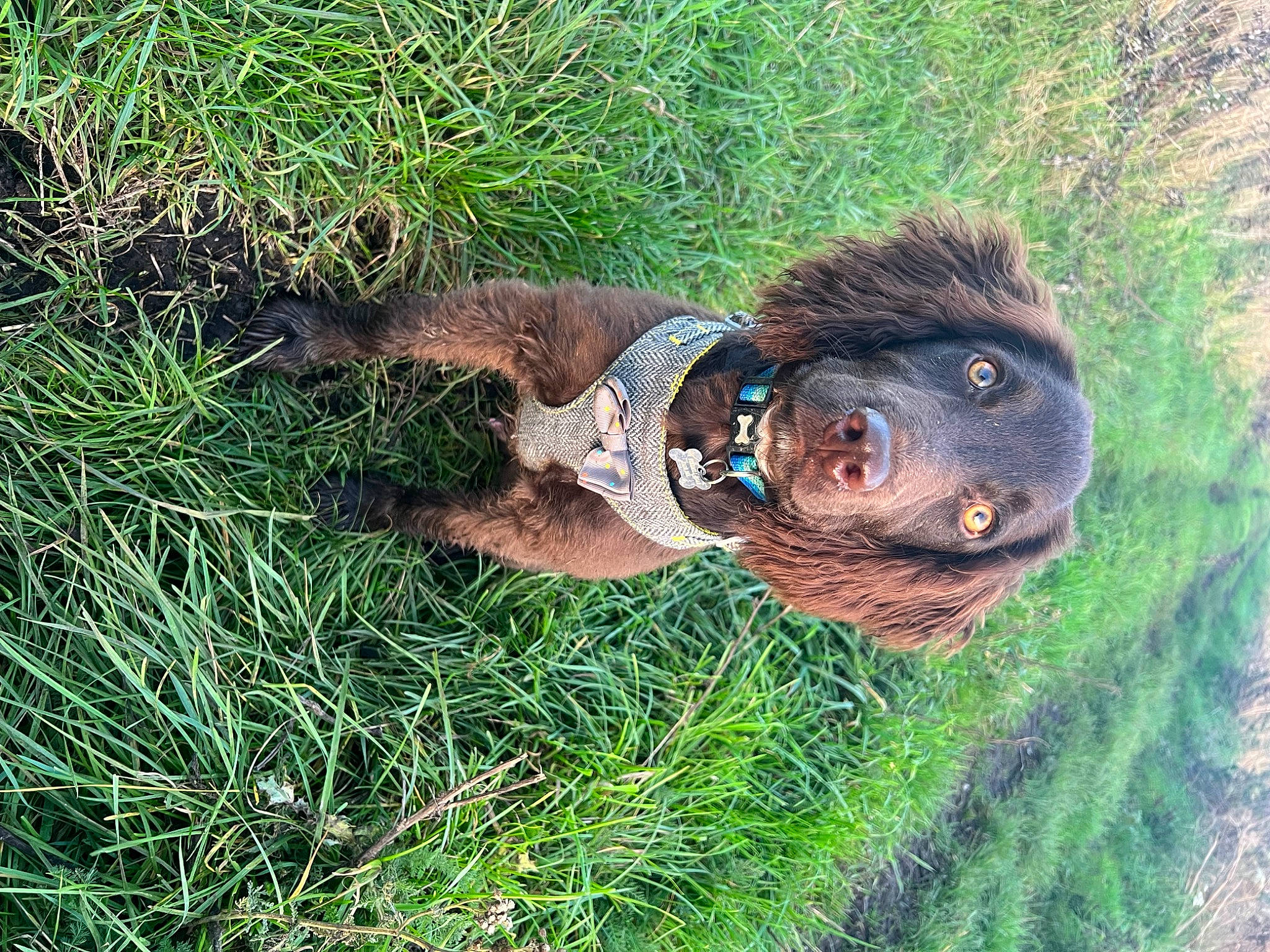 Ralph is registered to the contest to win money with this photo: canidae, carnivore, companion_dog, dog, dog_breed, fawn, fur, goggles, grass, grassland, hat, liver, plant, snout, soil, sporting_group, tail, terrestrial_animal, tree, working_animal