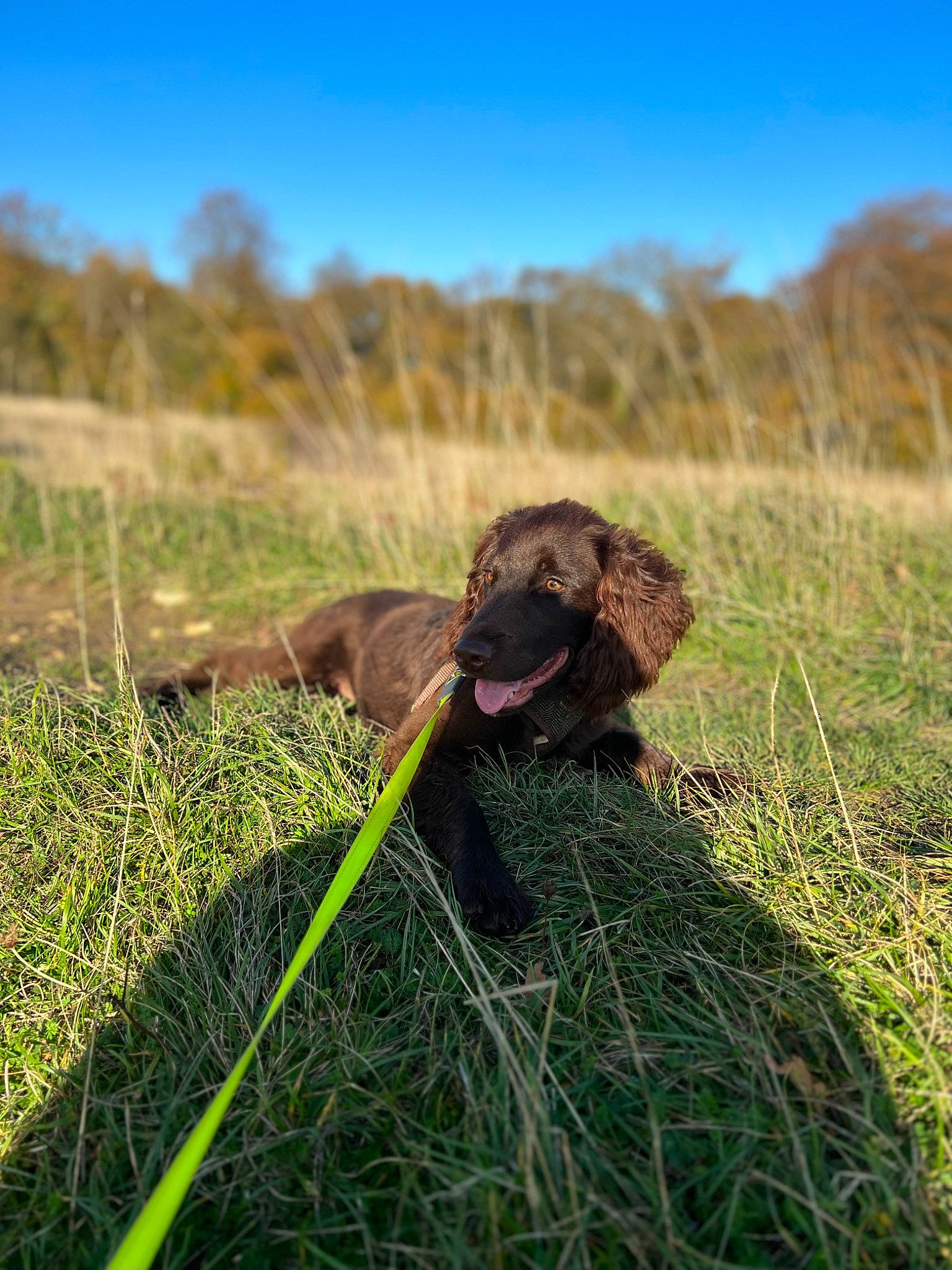 Ralph is registered to the contest to win money with this photo: canidae, dog, dog_breed, fawn, field, grass, grassland, happy, landscape, liver, meadow, natural_landscape, plant, prairie, sky, sporting_group, terrestrial_animal, terrestrial_plant, tree, working_animal