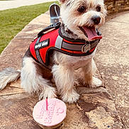 Kora is registered to the contest to win money with this photo: dog, support_animal_vest, birthday_cupcake, pink_frosting, candle, stone_bench, grass, park, outdoor, happy, tongue_out, pet, animal, celebration, cute, fur, collar, daytime, smiling, leash_hook