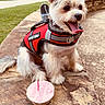 dog, support_animal_vest, birthday_cupcake, pink_frosting, candle, stone_bench, grass, park, outdoor, happy, tongue_out, pet, animal, celebration, cute, fur, collar, daytime, smiling, leash_hook