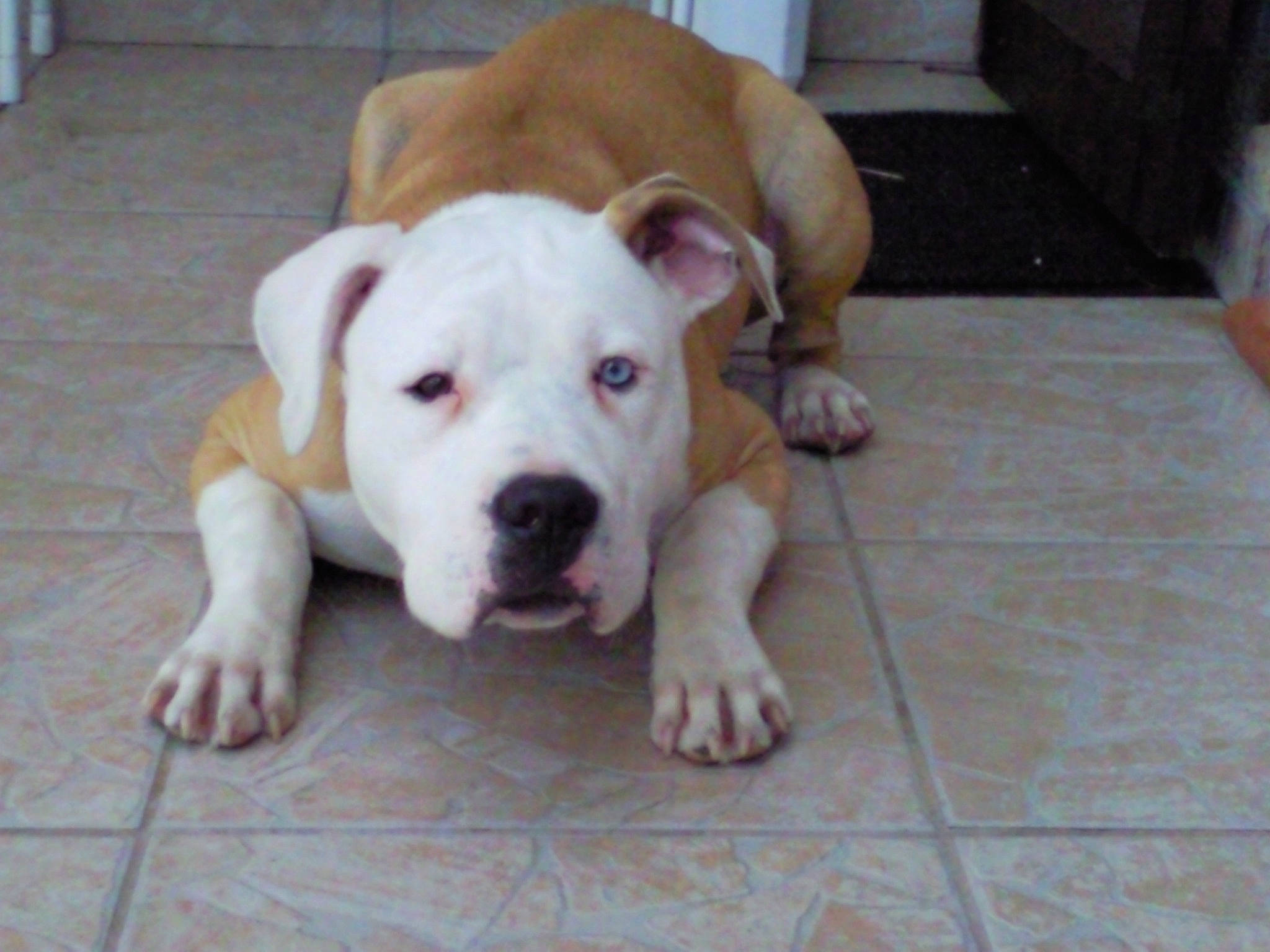 Goliath participe au concours pour gagner de l'argent avec cette photo : ancient_dog_breeds, canidae, carnivore, companion_dog, dog, dog_breed, fawn, floor, flooring, hardwood, molosser, non_sporting_group, paw, puppy_love, snout, sporting_group, tail, whiskers, wood, working_animal