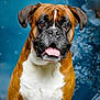 Oscar a rejoint le concours — aidez-le/la à gagner de superbes lots ! animal, background, boxer, brown, closeup, cute, dog, ears, expression, face, flower, fur, looking, mammal, pet, portrait, sitting, studio, tongue, white