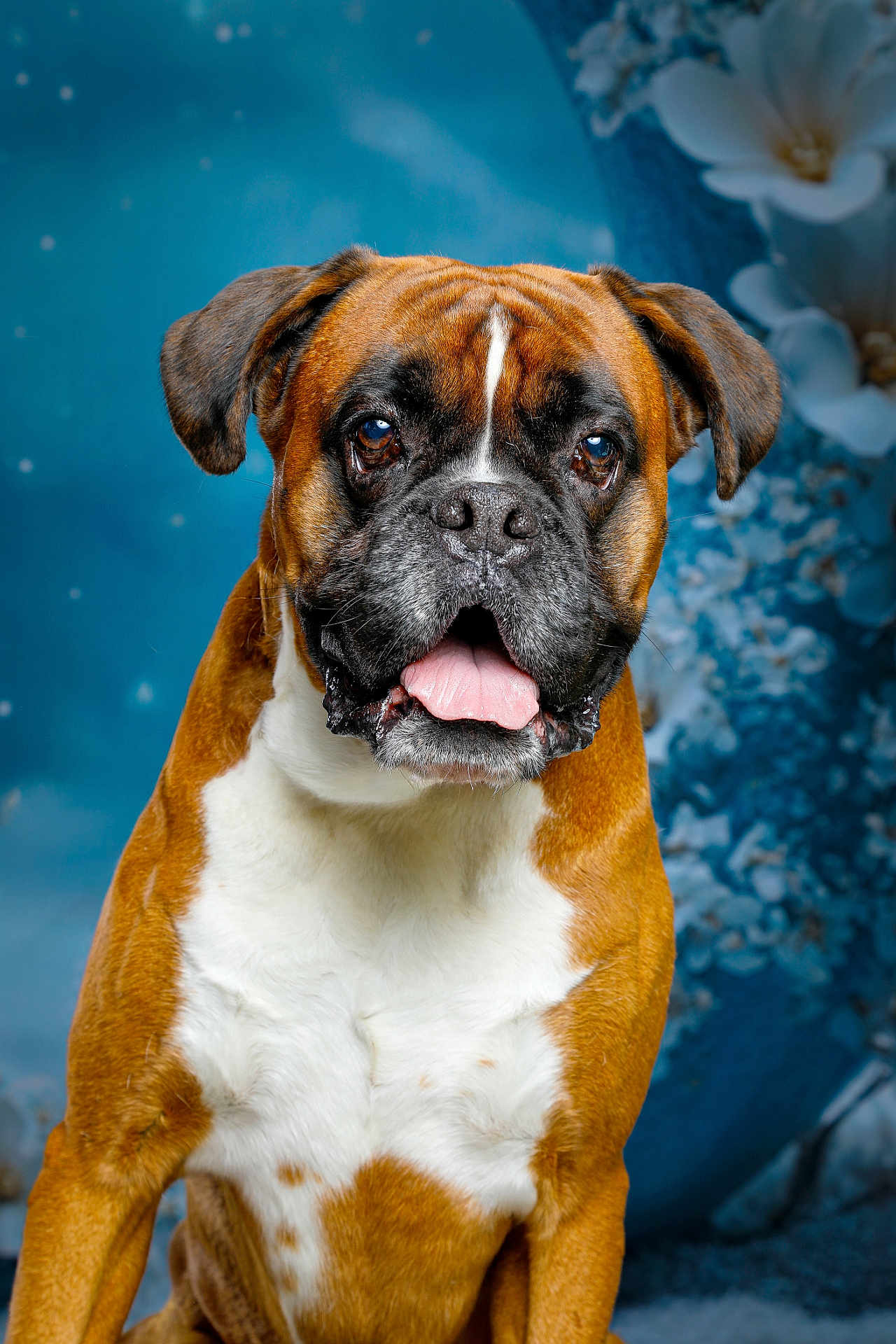 Oscar a rejoint le concours — aidez-le/la à gagner de superbes lots ! animal, background, boxer, brown, closeup, cute, dog, ears, expression, face, flower, fur, looking, mammal, pet, portrait, sitting, studio, tongue, white