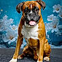 animal, background_flowers, boxer, brown, canine, cute, dog, ears, floral_background, fur, happy, indoor, paw, pet, portrait, sitting, studio, tongue_out, white_chest, white_paws