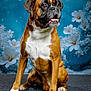 Oscar participe au concours pour gagner de l'argent avec cette photo : animal, background, blue, boxer, brown, closeup, cute, dog, ears, expression, face, floral, fur, indoor, paw, pet, portrait, sitting, studio, white