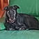Blacky