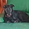 dog, black_dog, couch, indoor, pet, animal, furniture, relaxing, canine, domestic_animal, resting, green_couch, fur, ears, snout, paw, laying_down, household, companion, blur