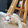 cat, kitten, white_cat, fluffy, blue_eyes, lying_down, under_furniture, wooden_stool, floor, indoor, pet, animal, cute, portrait, close_up, fur, ears, whiskers, paws, relaxed