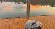 Eastwood is registered to the contest to win money with this photo: calm_water, closeup, dog, evening, fluffy, fur, grey_poodle, lake, outdoors, pastel_sky, pet, portrait, reflection, serene, shoreline, smiling_dog, sunset, trees, water, wooden_dock