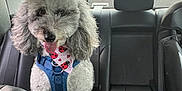 Eastwood joined the competition — help win amazing prizes! dog, poodle, backseat, car_interior, harness, bandana, tongue_out, curly_fur, gray_fur, headrest, cup_holder, leather_seat, window, center_console, pet, happy, portrait, trees_outside, rear_window, road_trip