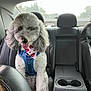 dog, poodle, backseat, car_interior, harness, bandana, tongue_out, curly_fur, gray_fur, headrest, cup_holder, leather_seat, window, center_console, pet, happy, portrait, trees_outside, rear_window, road_trip
