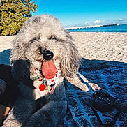 Eastwood is registered to the contest to win money with this photo: dog, poodle, beach, sand, ocean, pier, blue_sky, bandana, pet_tag, tongue_out, blanket, patterned_blanket, leash, portrait, happy, fur, paws, sunlight, vacation, outdoors