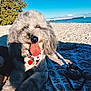 dog, poodle, beach, sand, ocean, pier, blue_sky, bandana, pet_tag, tongue_out, blanket, patterned_blanket, leash, portrait, happy, fur, paws, sunlight, vacation, outdoors