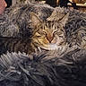 Dino is registered to the contest to win money with this photo: cat, tabby, pet, sleeping, cozy, blanket, furry, indoor, closeup, resting, cute, fur, animal, whiskers, relaxation, soft, comfort, domestic, peaceful, nap