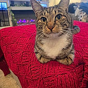 Dino joined the competition — help win amazing prizes! cat, tabby_cat, pet, animal, indoor, blanket, red_blanket, knitted, fireplace, television, living_room, cozy, feline, whiskers, ears, cute, looking_at_camera, sitting, home, domestic