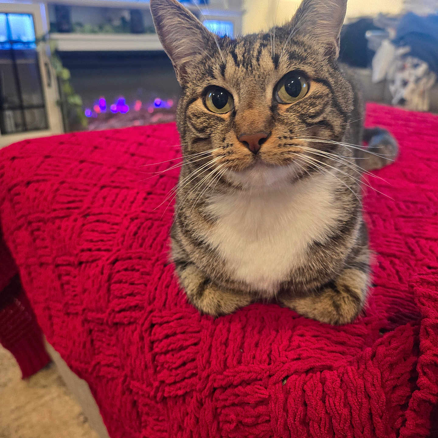 Dino joined the competition — help win amazing prizes! cat, tabby_cat, pet, animal, indoor, blanket, red_blanket, knitted, fireplace, television, living_room, cozy, feline, whiskers, ears, cute, looking_at_camera, sitting, home, domestic
