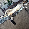 Dino is registered to the contest to win money with this photo: cat, tabby_cat, couch, living_room, furniture, plant, mirror, table, chair, relaxed, sunlight, indoor, home, cozy, pet, resting, fluffy, fur, whiskers, domestic_animal