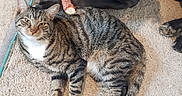 Dino is registered to the contest to win money with this photo: dog, cat, indoor, rug, wooden_floor, pet, animal, black_dog, tabby_cat, relaxed, toy, bone_toy, floor, companion, cute, domestic, laying, looking_up, mammal, cozy