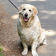Pato participe au concours pour gagner de l'argent avec cette photo : dog, golden_retriever, leash, sitting, path, outdoor, happy, tongue_out, fur, pet, canine, nature, shade, walk, animal, mammal, friendly, companion, cute, park