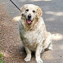 dog, golden_retriever, leash, sitting, path, outdoor, happy, tongue_out, fur, pet, canine, nature, shade, walk, animal, mammal, friendly, companion, cute, park
