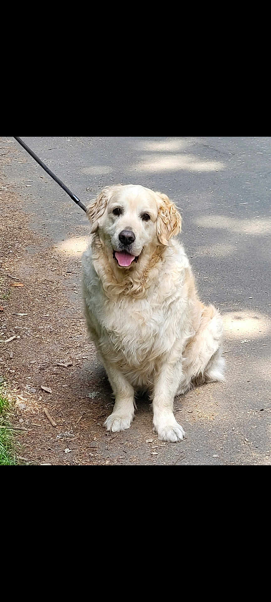 Pato participe au concours pour gagner de l'argent avec cette photo : dog, golden_retriever, leash, sitting, path, outdoor, happy, tongue_out, fur, pet, canine, nature, shade, walk, animal, mammal, friendly, companion, cute, park