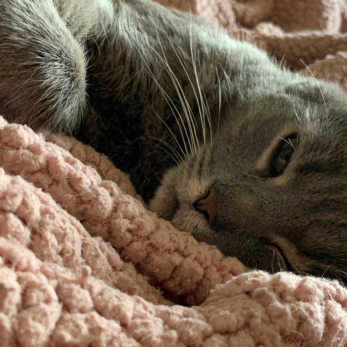 Toby is registered to the contest to win money with this photo: abyssinian, animal, bed, bedroom, blanket, cat, couch, furniture, homedecor, indoors, kitten, linen, manx, person, pet, quilt, room, sleeping