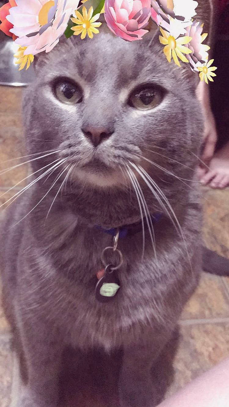 Toby is registered to the contest to win money with this photo: asian, british_shorthair, burmese, carnivore, cat, chartreux, domestic_short_haired_cat, european_shorthair, felidae, korat, mammal, nebelung, russian_blue, small_to_medium_sized_cats, snout, whiskers