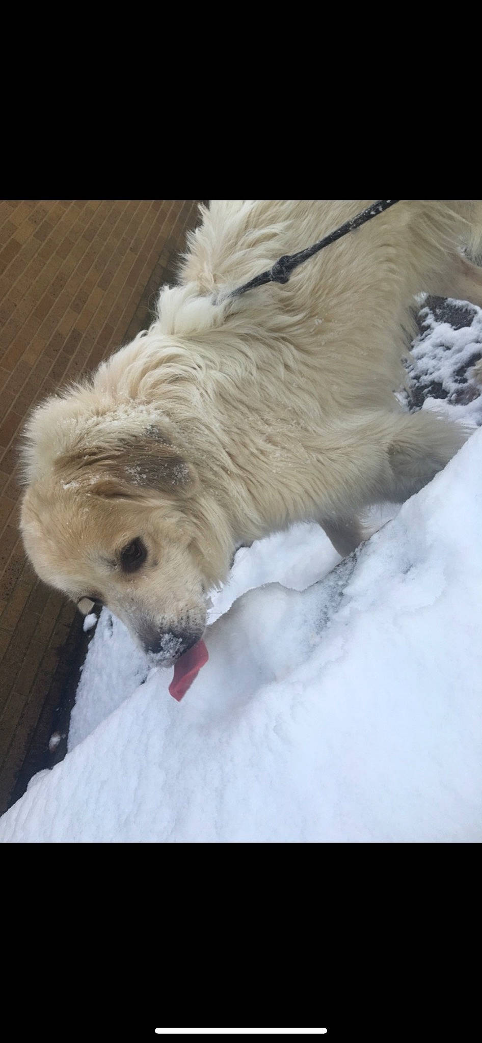 Rylee is registered to the contest to win money with this photo: canidae, carnivore, dog, dog_breed, havanese, non_sporting_group, nose, puppy, snow, terrier, toy_dog, west_highland_white_terrier, winter