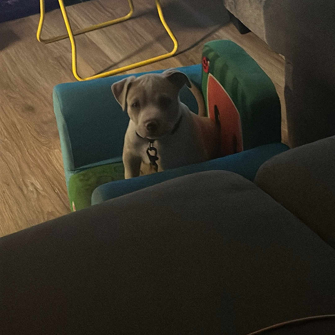 Squeaky Kane joined the competition — help win amazing prizes! animal, architecture, building, canine, couch, cushion, dog, face, furniture, head, homedecor, indoors, interiordesign, livingroom, person, pet, photography, portrait, puppy, room