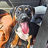 puppy, dog, car_seat, seatbelt, tongue_out, black_and_tan, happy, pet, animal, leather_seat, bag, travel, cute, young_dog, inside_car, close_up, smiling, pet_portrait, vehicle, companionship