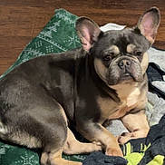 Lily joined the competition — help win amazing prizes! animal, black, blanket, brown, clothing, companion, cute, dog, domestic, ears, french_bulldog, fur, indoor, lying_down, medium_sized_dog, pet, resting, tan, wooden_floor, wrinkled_face