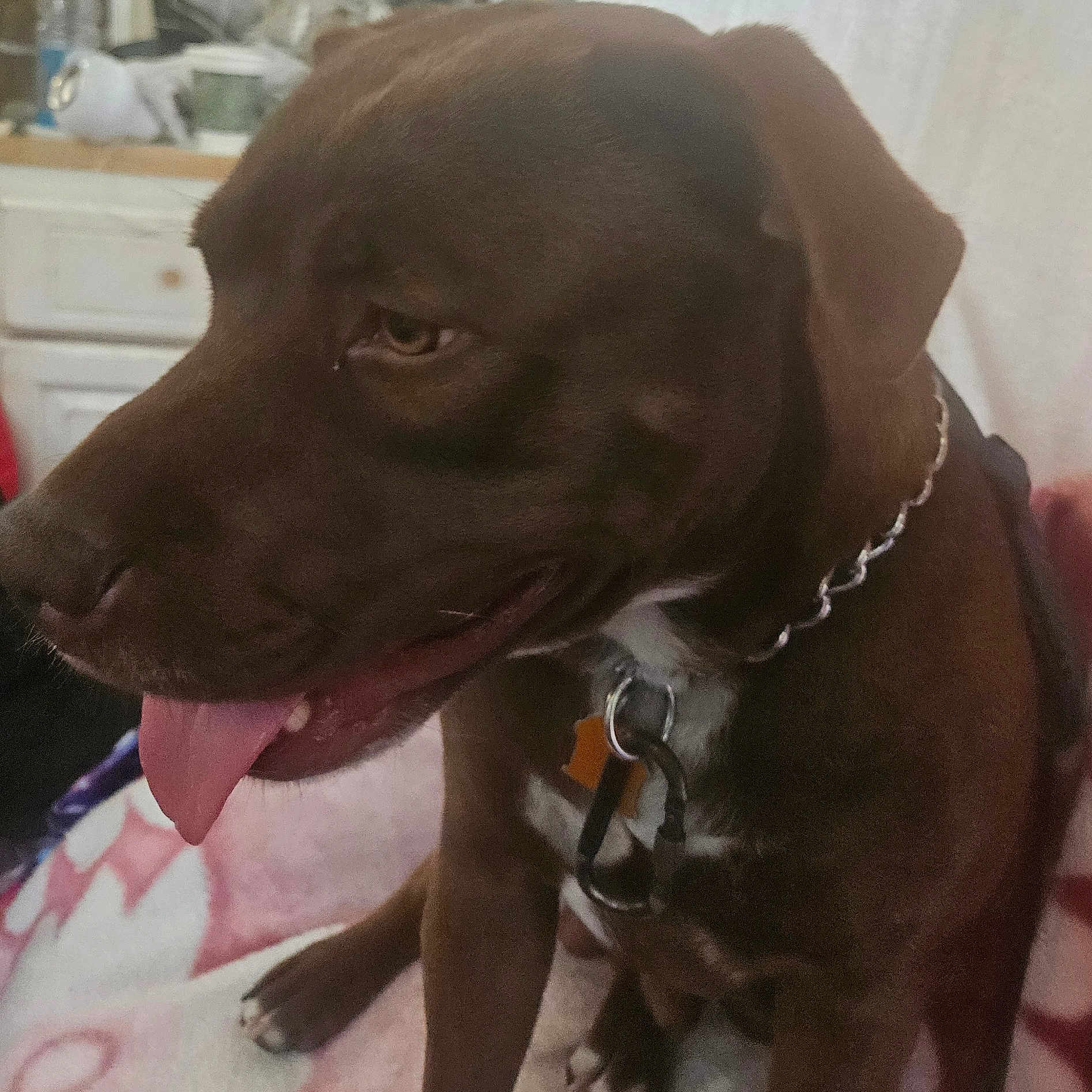 Low-Key is registered to the contest to win money with this photo: animal, blanket, brown_dog, canine, chain_collar, close_up, collar, companion, cute, dog, domestic, fur, happy, home, indoor, mammal, paw, pet, sitting, tongue_out