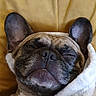 dog, french_bulldog, pet, sleeping, blanket, cozy, snug, resting, close_up, face, ears, nose, fur, animal, domestic_animal, cute, relaxed, indoors, soft_texture, comfort