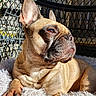 french_bulldog, dog, pet, sunlight, fluffy_rug, indoor, relaxing, portrait, brown_dog, closeup, animal, paw, ears, face, snout, furniture, patterned_chair, cozy, resting, cute