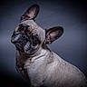 dog, french_bulldog, pet, animal, portrait, studio, head_tilt, ears, fur, whiskers, curious, close_up, muzzle, brown_eyes, domestic_animal, looking, cute, companion, isolated, background