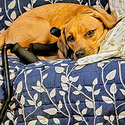 Weezy joined the competition — help win amazing prizes! dog, couch, pillow, leaf_pattern, blue, tan_dog, resting, indoor, pet, canine, relaxed, sleepy, furniture, fabric, home, companion, domestic, animal, comfort, black_cane