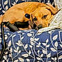 dog, couch, pillow, leaf_pattern, blue, tan_dog, resting, indoor, pet, canine, relaxed, sleepy, furniture, fabric, home, companion, domestic, animal, comfort, black_cane