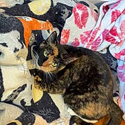 Celest is registered to the contest to win money with this photo: animal, cat, cat_pattern, comfortable, cozy, curious, cute, domestic_cat, feline, fleece_blanket, fur, indoor, looking_up, pet, red_lips_pattern, resting, tail, tortoiseshell_cat, whiskers, wooden_floor