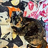 animal, cat, cat_pattern, comfortable, cozy, curious, cute, domestic_cat, feline, fleece_blanket, fur, indoor, looking_up, pet, red_lips_pattern, resting, tail, tortoiseshell_cat, whiskers, wooden_floor