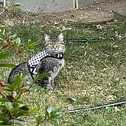Lily is registered to the contest to win money with this photo: cat, tabby, grass, outdoor, pet, animal, harness, nature, garden, greenery, leaf, feline, cute, alert, fur, domestic, mammal, sitting, whiskers, daylight