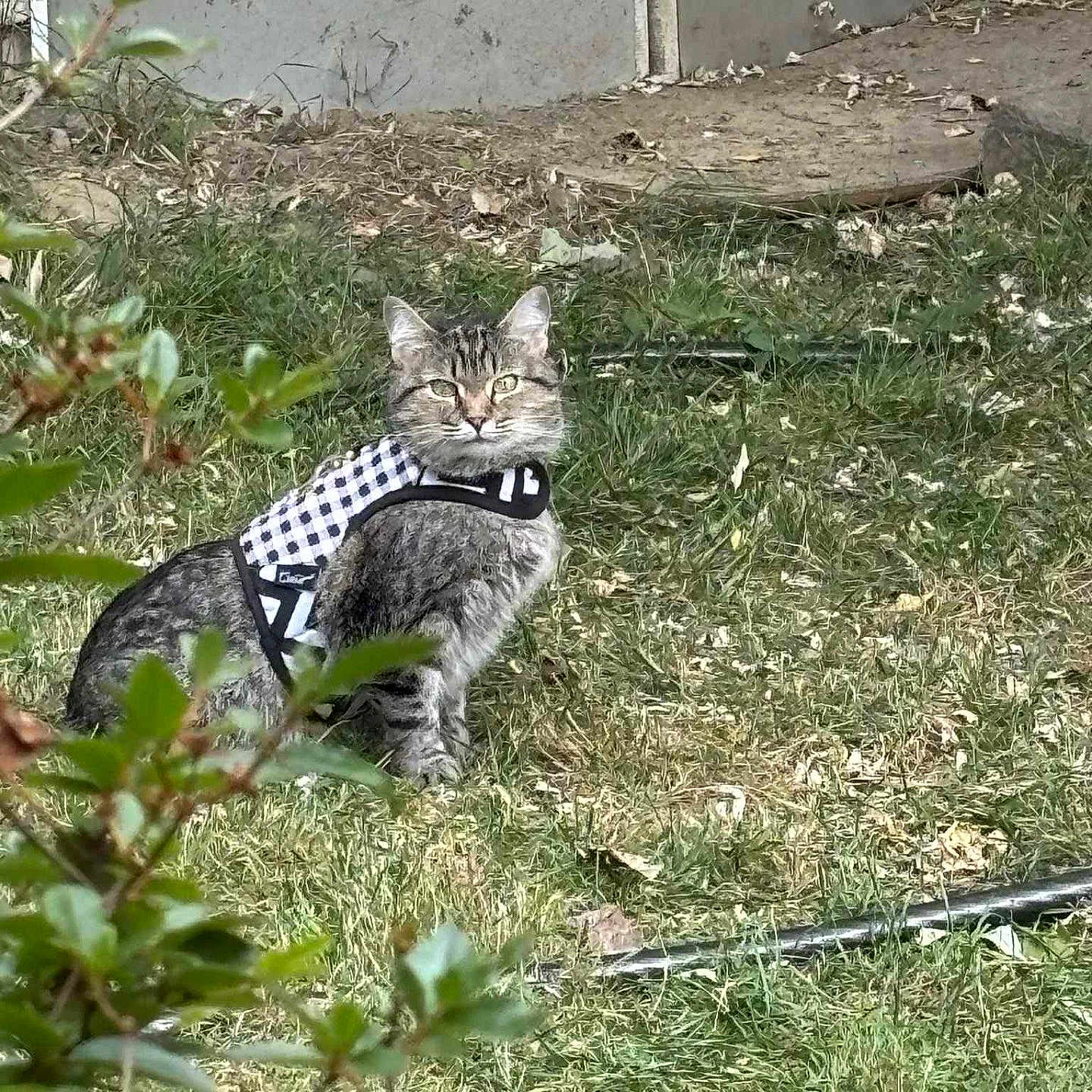 Lily is registered to the contest to win money with this photo: alert, animal, cat, cute, daylight, domestic, feline, fur, garden, grass, greenery, harness, leaf, mammal, nature, outdoor, pet, sitting, tabby, whiskers