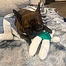 Birdie joined the competition — help win amazing prizes! animal, blanket, brindle, carpet, cozy, cute, dog, ears, french_bulldog, fur, home, indoor, lying_down, paw, pet, playful, resting, soft, stuffed_toy, toy
