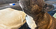 Birdie is registered to the contest to win money with this photo: animal, blanket, brindle, companion, couch, cozy, cute, dog, domestic, ears, face, french_bulldog, fur, home, indoor, living_room, looking_up, pet, pillow, sitting