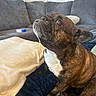 animal, blanket, brindle, companion, couch, cozy, cute, dog, domestic, ears, face, french_bulldog, fur, home, indoor, living_room, looking_up, pet, pillow, sitting