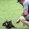 Birdie is registered to the contest to win money with this photo: animal, canine, cap, crouching, cute, daylight, dog, french_bulldog, friendly, fun, grass, interaction, leash, man, outdoor, pet, play, shorts, stick, summer
