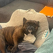 Birdie is registered to the contest to win money with this photo: brown_fur, companion, couch, cozy, curious, dog, domestic_animal, fabric, french_bulldog, furniture, household_item, indoor, living_room, looking_up, orange_notebook, pet_bed, pillow, relaxed, resting, white_chest