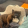 brown_fur, companion, couch, cozy, curious, dog, domestic_animal, fabric, french_bulldog, furniture, household_item, indoor, living_room, looking_up, orange_notebook, pet_bed, pillow, relaxed, resting, white_chest
