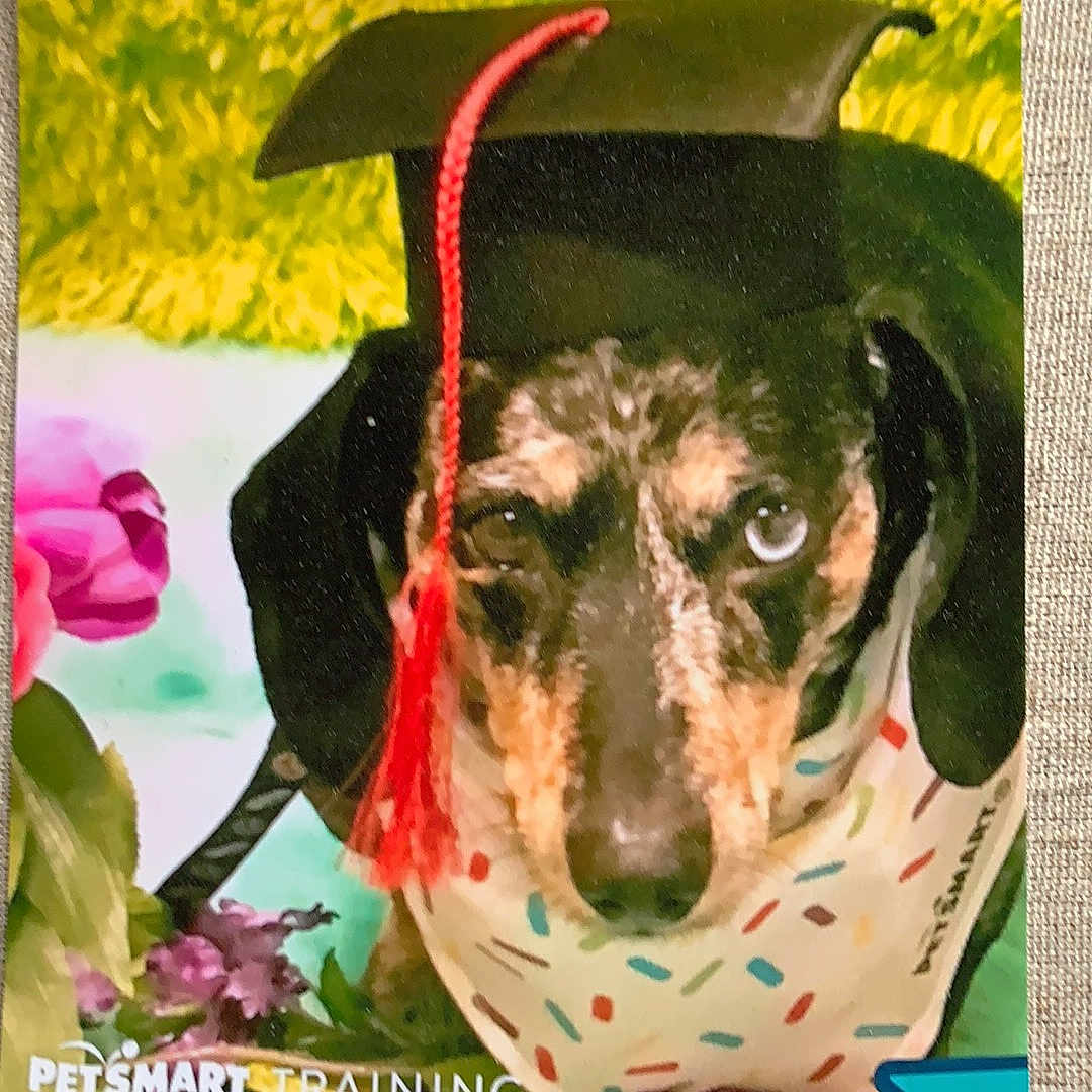 Roscoe joined the competition — help win amazing prizes! art, canidae, carnivore, companion_dog, cross, dog, dog_breed, dog_supply, fashion_accessory, font, graphic_design, painting, picture_frame, poster, publication, rectangle, sporting_group, symbol, visual_arts, working_animal