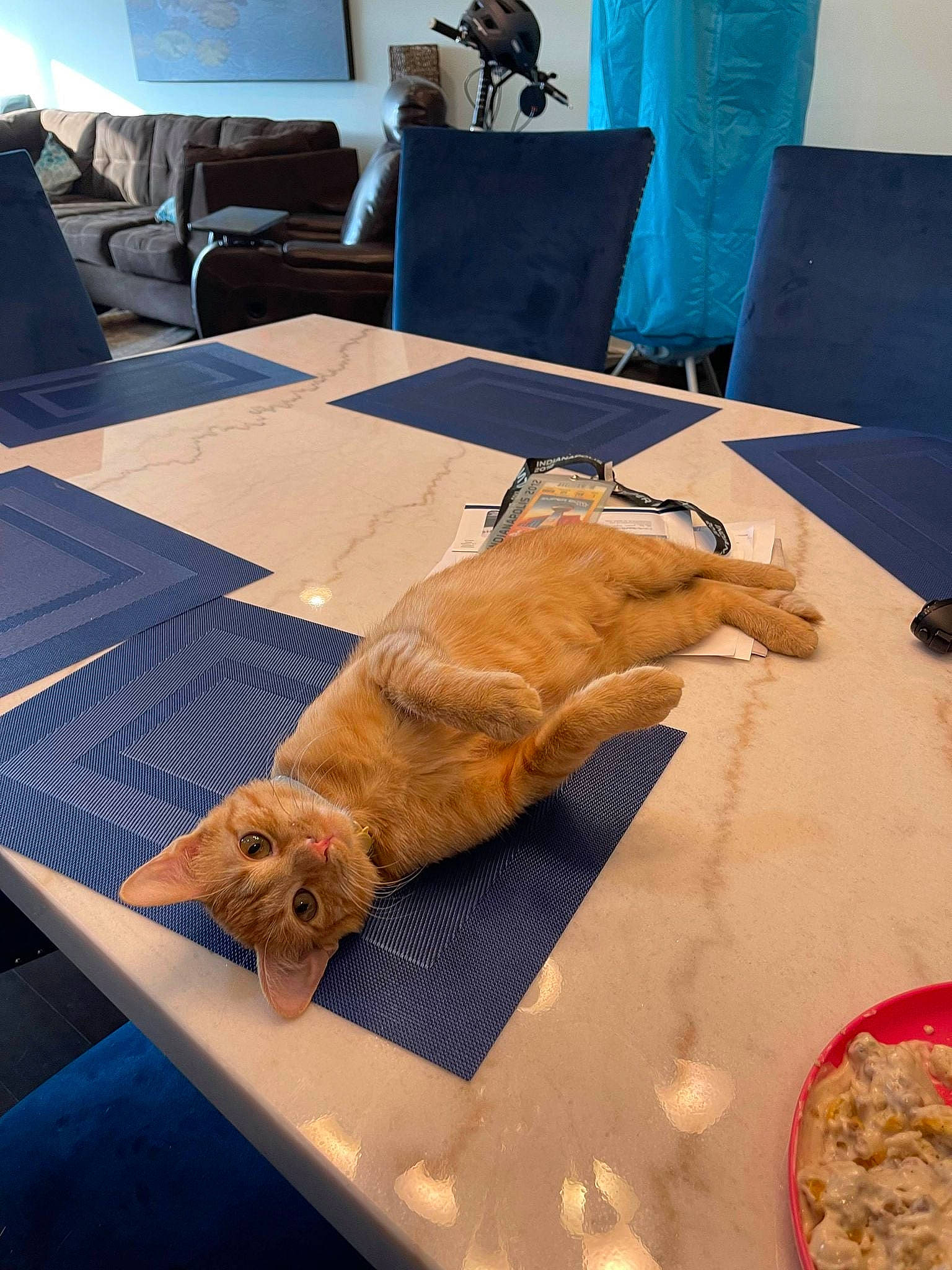 Gnocchi joined the competition — help win amazing prizes! canidae, carnivore, comfort_food, companion_dog, cuisine, dish, dog_breed, fawn, felidae, flooring, fur, ingredient, recipe, room, small_to_medium_sized_cats, sporting_group, table, tail, whiskers, wood