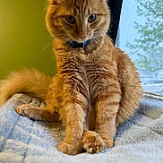 Butter joined the competition — help win amazing prizes! blanket, cat, close_up, collar, crossed_paws, curtain, eyes, feline, fur, green_wall, indoor, natural_light, orange_tabby, paws, pet, relaxed, sitting, soft_texture, whiskers, window